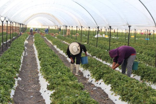 Campesinos de Irapuato temen cultivar fresas por miedo a la pestalotia